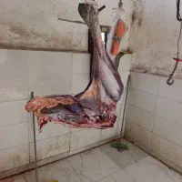گوشت شترمرغ