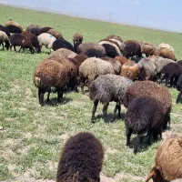 گوسفند زایده