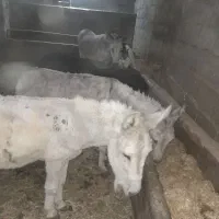 الاغ خر گله ای وباری|حیوانات مزرعه|شازند, |دیوار