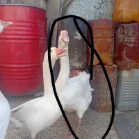 غاز|حیوانات مزرعه|زابل, |دیوار