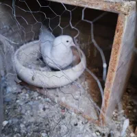 کبوتر|پرنده|اصفهان, کوی گلزار|دیوار