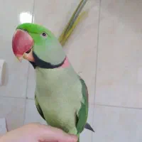 شاه طوطی نر سخنگو