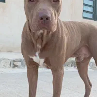 سگ پیتبول اصیل تربیت شده