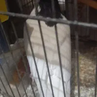 کفتر خال|پرنده|قائن, |دیوار