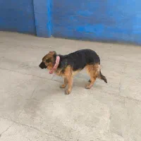 سگ نژادژرمن