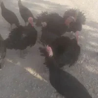 بوقلمون محلی 10 ماهه