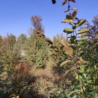 باغ در فیرورق|فروش زمین و ملک کلنگی|فیرورق, |دیوار