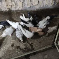 کبوتر