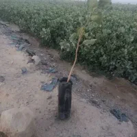 نهال پسته|گل و گیاه طبیعی|قنوات, |دیوار