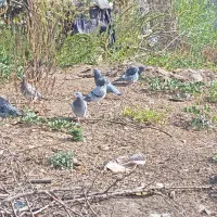 ۱۰عدد کبوتر دوبر|پرنده|انگوت, |دیوار