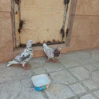 هفرنگ