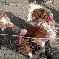 بوقلمون مشکی. قهوه ای سفید