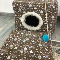 گربه|گربه|کرمانشاه, |دیوار