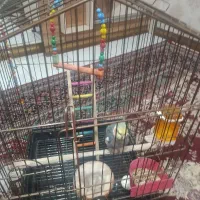 پرنده با تمام وسایلاش