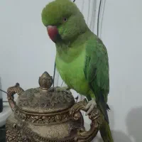 پرنده ملنگو نر درشت سخنگو