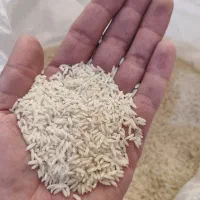 برنج علی کاظمی لرستان