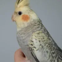 جوجه سه ماهه