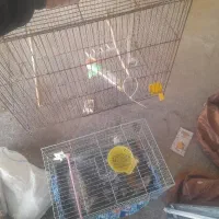 قفس قناری|لوازم جانبی حیوانات|مبارکه, |دیوار