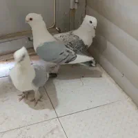 کبوتر