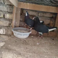 پلنگ|پرنده|رفسنجان, |دیوار