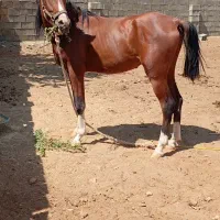 اسب  نریان پنج نشان