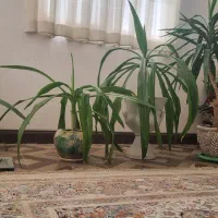 یوکا، سوسن ،کاج