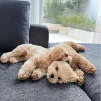 استخدام فروشنده پت با جای خواب