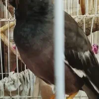 مرغ مینا جوجه قفس و عروس هلندی یک اشپیتس ماده