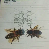 فوری