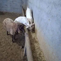 دو عدد بزغاله سانن فروش فوری  ویک میش جوان گله گرد|حیوانات مزرعه|تربت جام, جلگه موسی آباد|دیوار