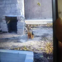 سگ ژرمن ماده|سگ|پاکدشت, پاکدشت (مامازند)|دیوار