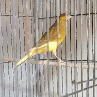 تعدادی قناری ماده جوان|پرنده|ابهر, |دیوار