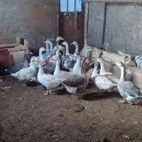 غاز محلی|حیوانات مزرعه|چاراویماق, |دیوار