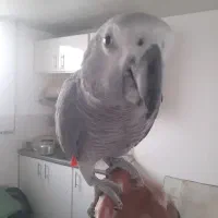 کاسکو