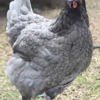 تخم نطفه دار مرغ تخم گذار آیسبار فرانسوی|حیوانات مزرعه|لاهیجان, قیام|دیوار