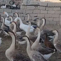 فروشی|پرنده|محمدبار, |دیوار