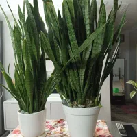 گل و گلدان سانسوریا پربرگ و پر پاجوش