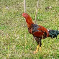 خروس لاری|حیوانات مزرعه|سنگر, |دیوار