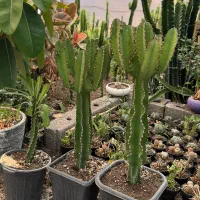 کاکتوس و افوربیا|گل و گیاه طبیعی|کاروان, |دیوار