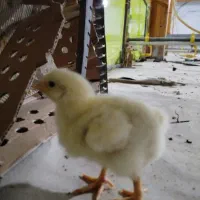 نیازمند کارگر مرغداری