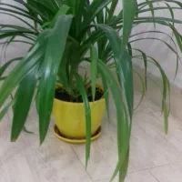 گل پاندانس|گل و گیاه طبیعی|الوند, |دیوار