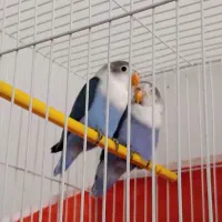 یک جفت کوتوله آبی کاربنی