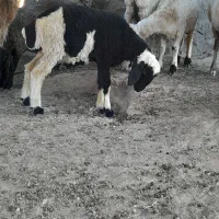 بره نر و ماده|حیوانات مزرعه|بافت, |دیوار