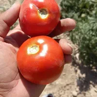 گوجه محلی زنجان به همراه آبگیری درمحل شما عزیزان|خوردنی و آشامیدنی|ماهدشت, |دیوار