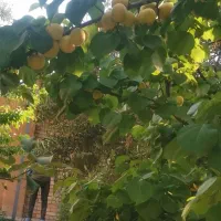 نیازمند نگهبان باغ نشاط