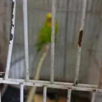 فروش مرغ عشق وفنج|پرنده|سمنان, |دیوار