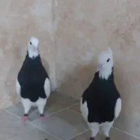 کبوتر