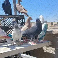 کبوتر  پرشی