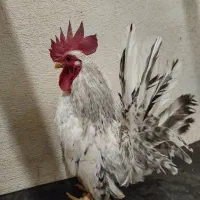 خروس ژاپنی|حیوانات مزرعه|هشتگرد, هشتگرد قدیم|دیوار