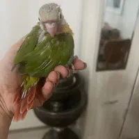 جوجه گرینچیک نر|پرنده|تهران, سعادت‌آباد|دیوار